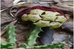 Caralluma truncatocoronata